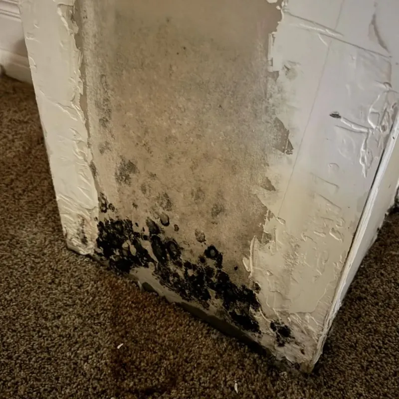 Professional Mold Removal in Scottsboro, AL